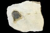 Bargain, Spiny Leonaspis Trilobite - Morocco #134124-1